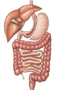 Gastrectomía Vertical